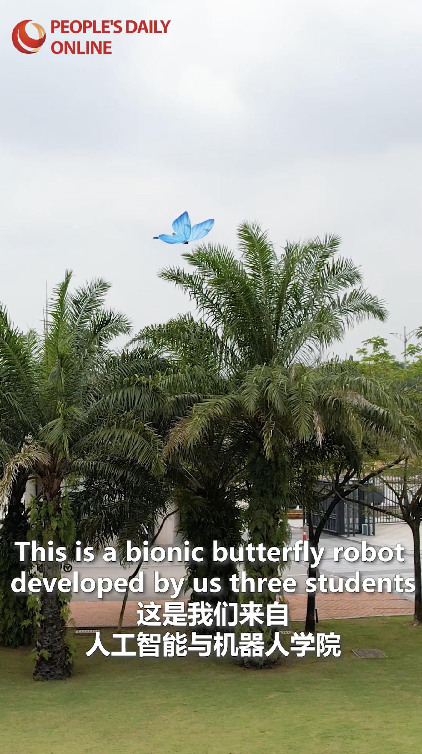 Romantic yet hardcore! This dancing butterfly is actually a robot?!