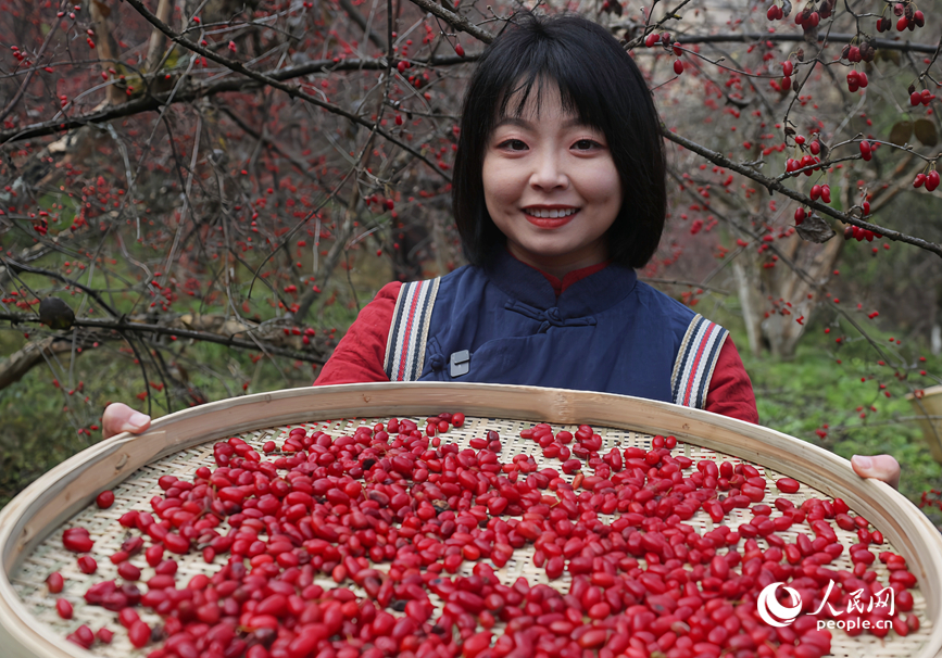 Harvest begins for income-boosting medicinal fruit in C China's Henan