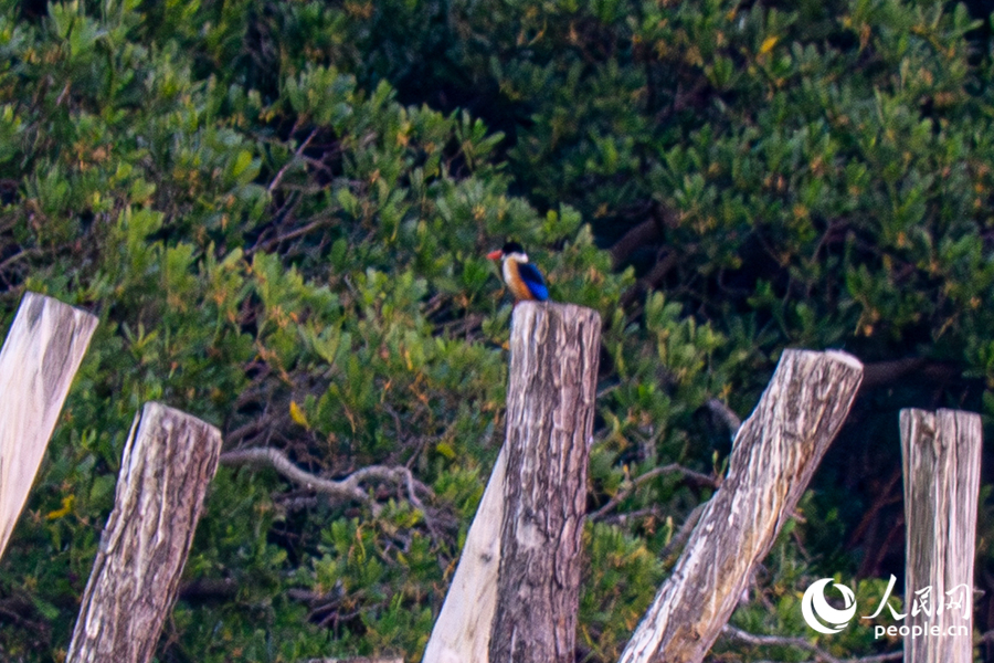 Rare migratory black-capped kingfisher spotted at lake in Xiamen, SE China's Fujian