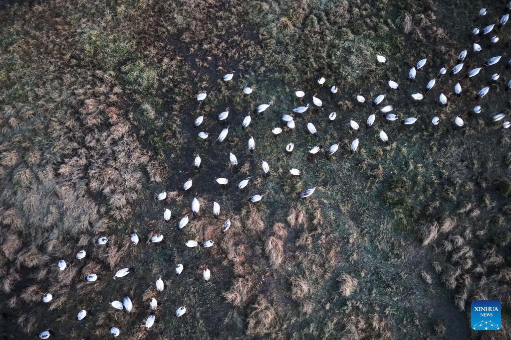 Nature reserve witnesses peak season for migration of black-necked cranes in Guizhou