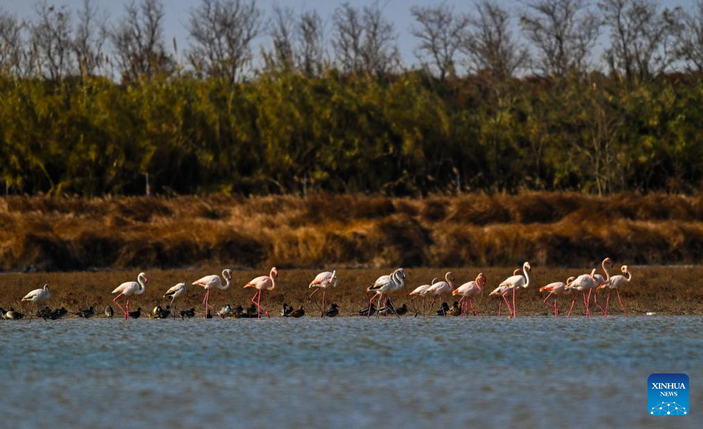 Flamingos winter in Yancheng City, E China's Jiangsu