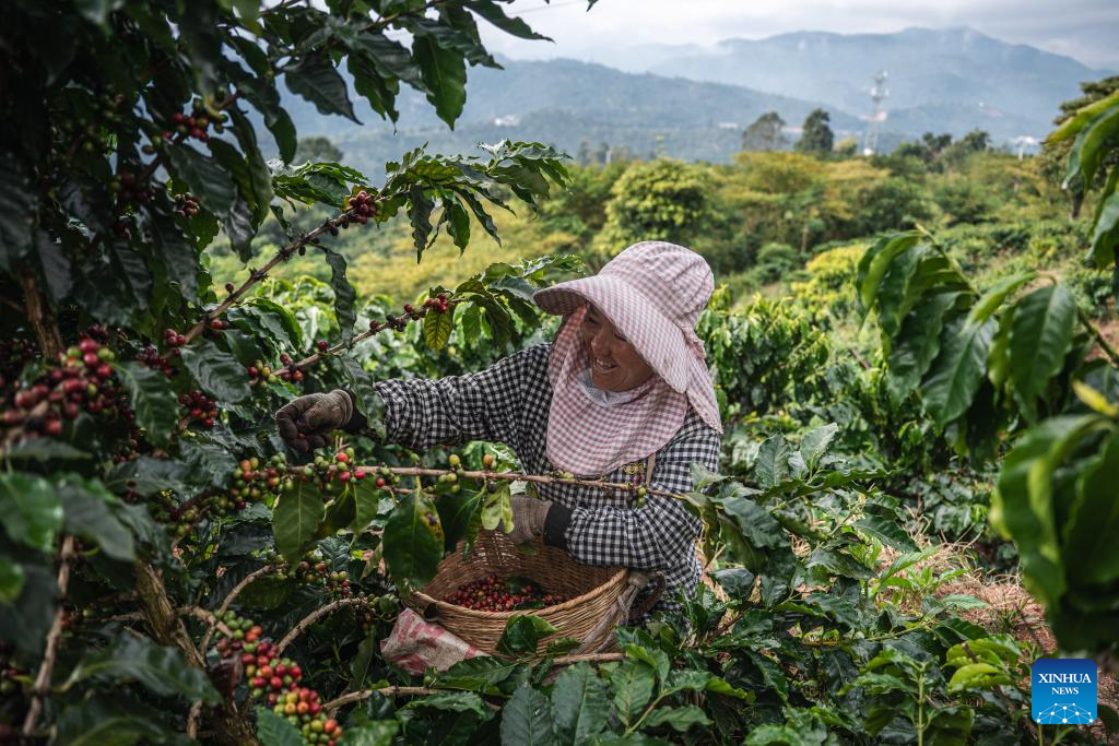 Pu'er harvests 84,000 tonnes of coffee beans annually in SW China's Yunnan