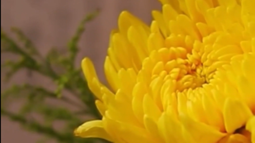 Trending in China | Chongyang Festival celebrations