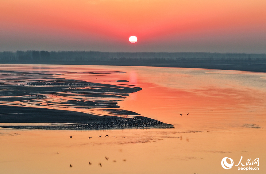 Mesmerizing views of common cranes roaming banks of Yellow River in C China's Henan